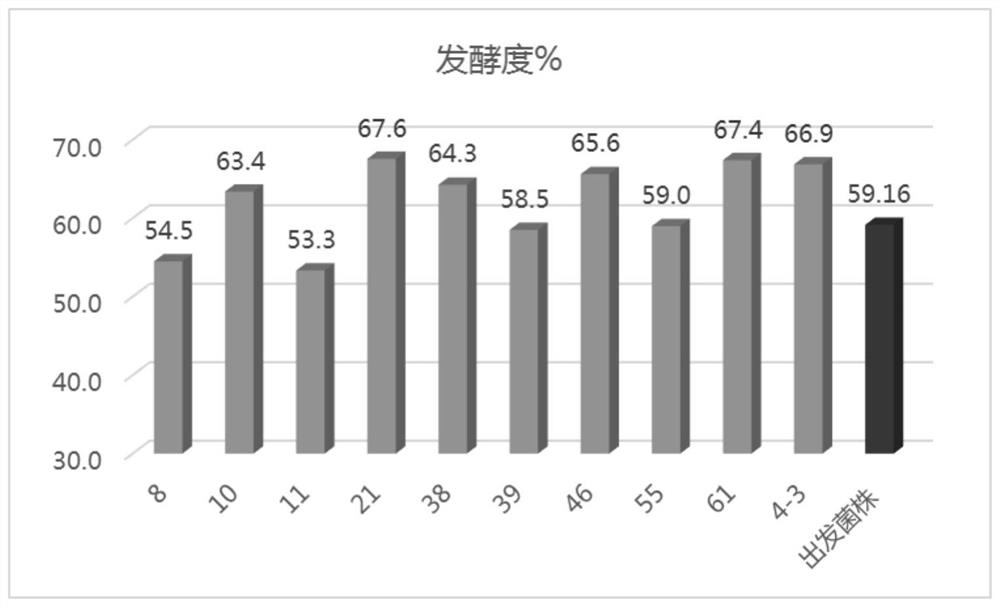 Efficient breeding method of ultrahigh-concentration beer yeast strain