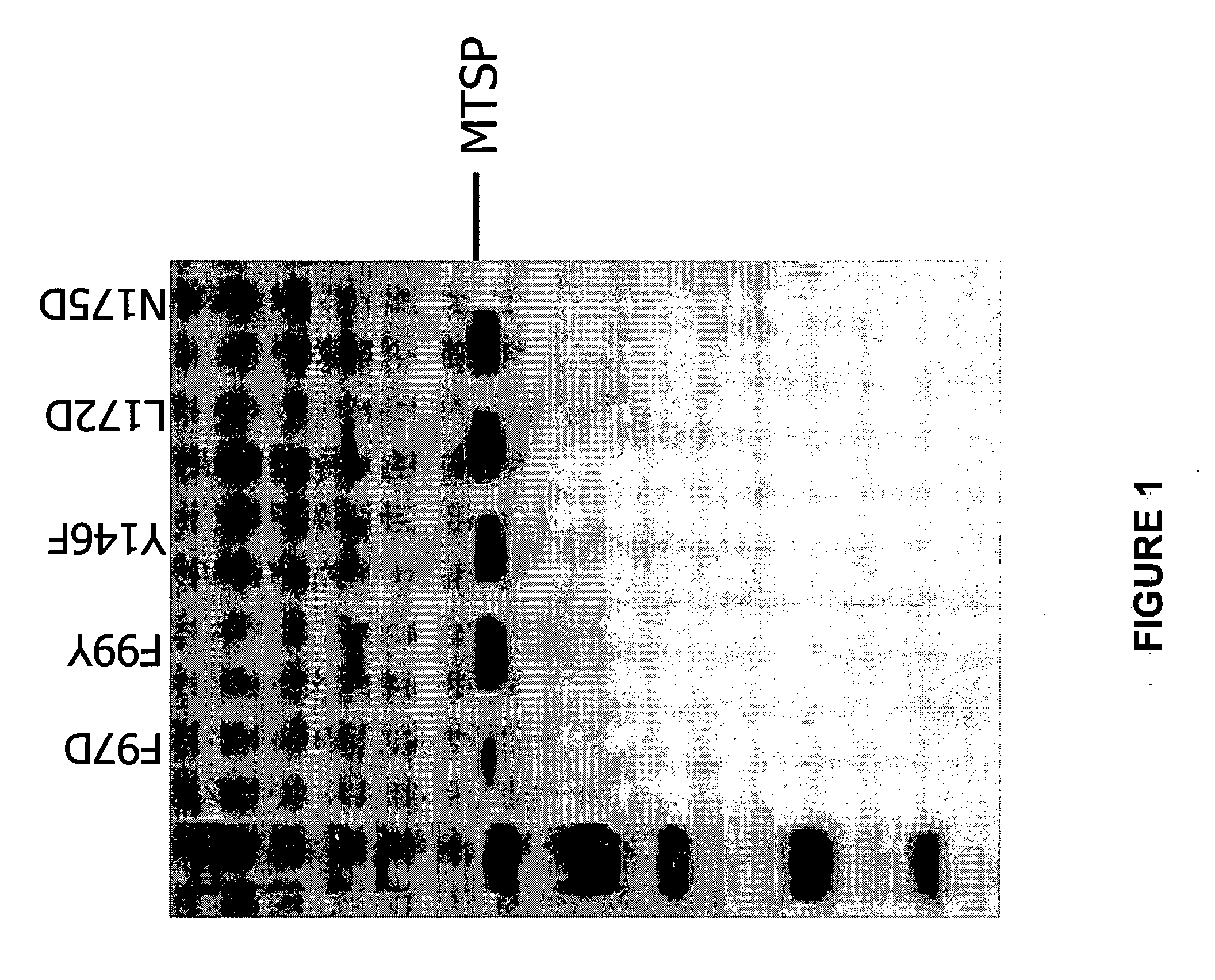 Cleavage of VEGF and VEGF receptor by wildtype and mutant MT-SP1