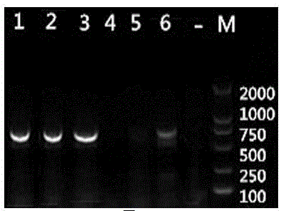 Pseudococcidae insect gene barcode detection kit and detection method thereof