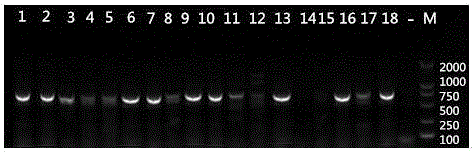 Pseudococcidae insect gene barcode detection kit and detection method thereof