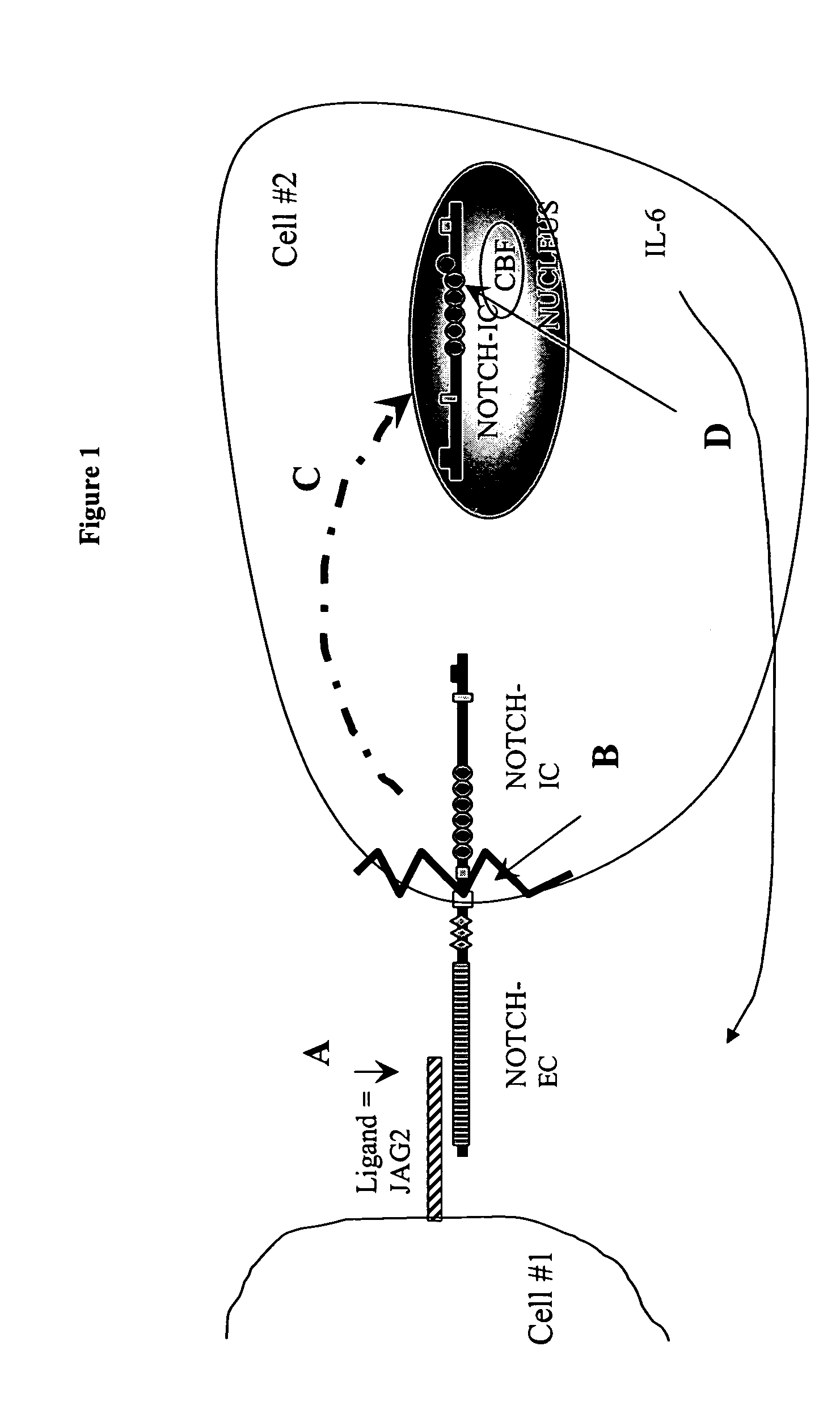 Use of NOTCH pathway interfering agents for treatment of plasma cell disorders