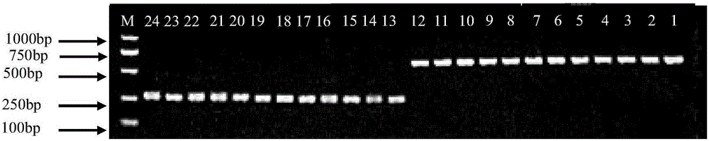 Primers and method for identifying takifugu obscurus fry and takifugu xanthopterus fry