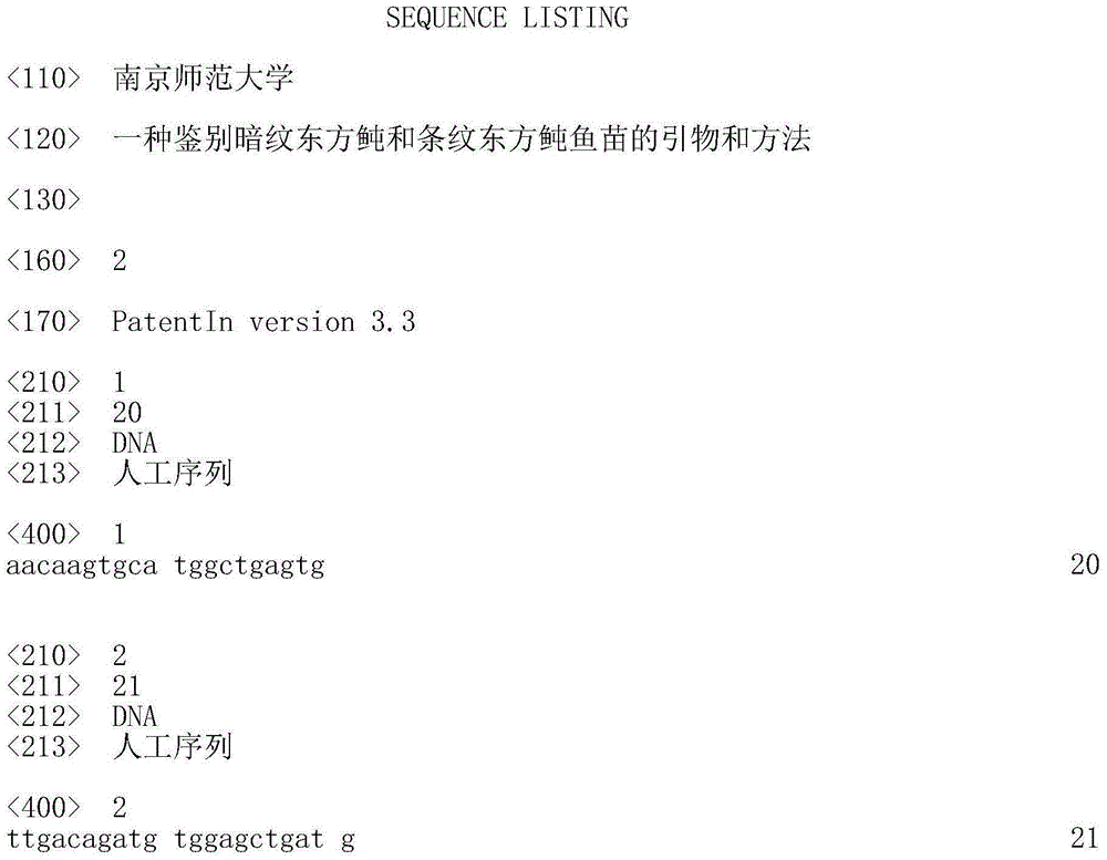 Primers and method for identifying takifugu obscurus fry and takifugu xanthopterus fry