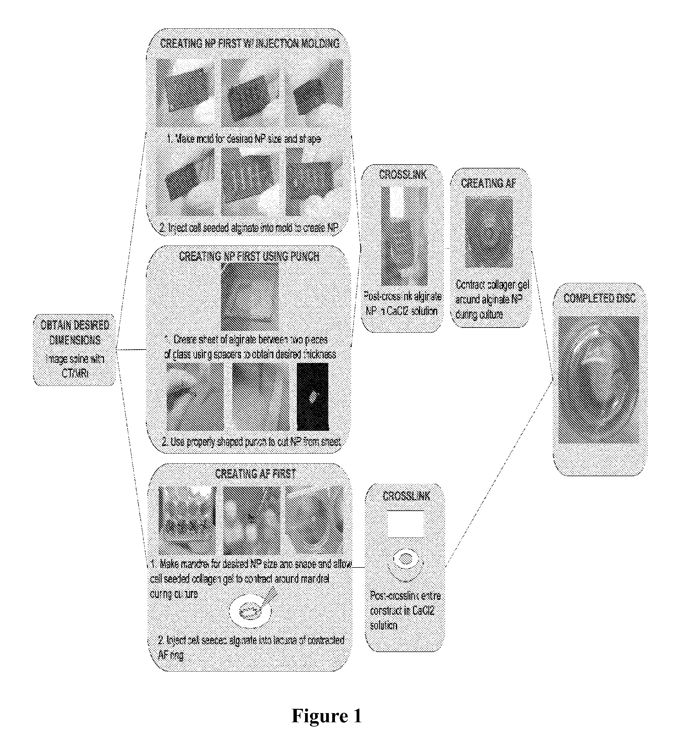 Composite tissue-engineered intervertebral disc with self-assembled annular alignment