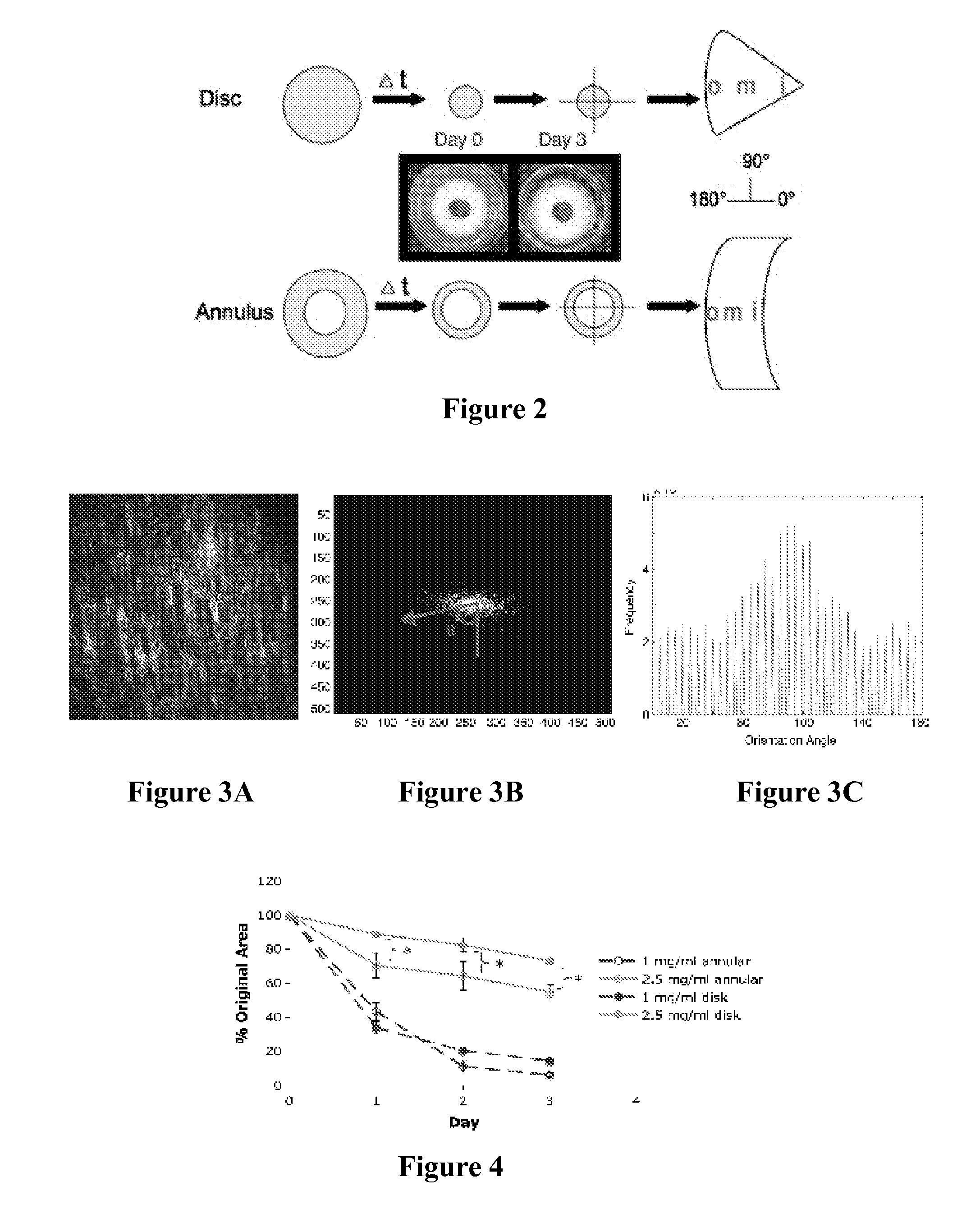 Composite tissue-engineered intervertebral disc with self-assembled annular alignment