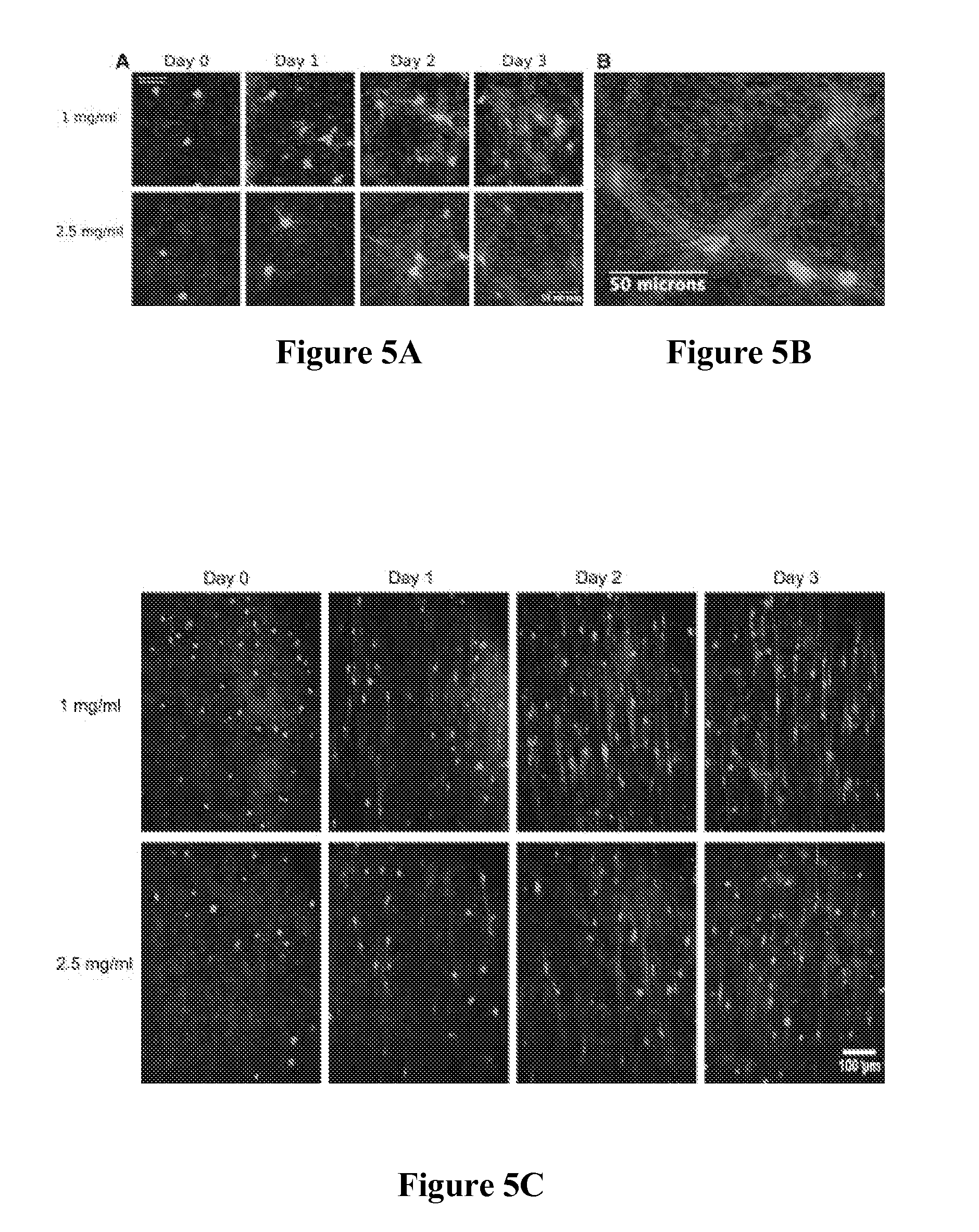 Composite tissue-engineered intervertebral disc with self-assembled annular alignment