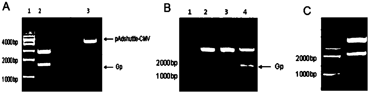 Novel rabies vaccine and preparation method thereof