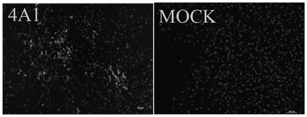 Hybridoma cell line secreting anti-rabies virus m protein monoclonal antibody and its application