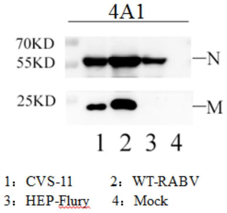 Hybridoma cell line secreting anti-rabies virus m protein monoclonal antibody and its application