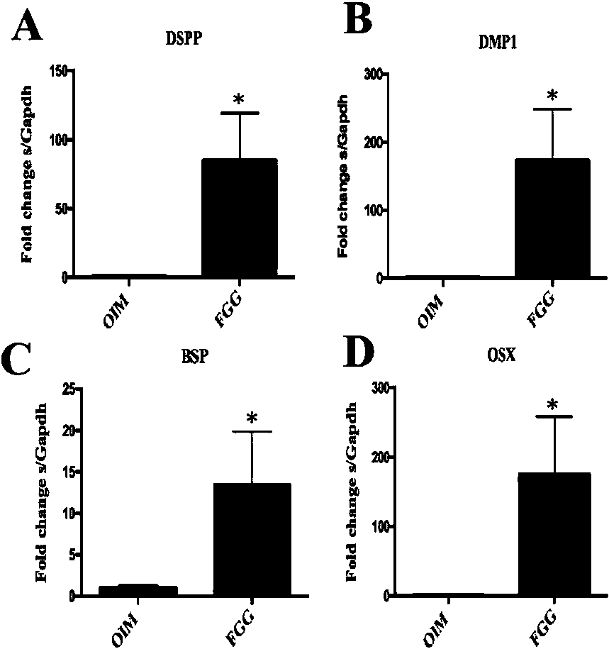 New application of fibrinogen gamma chain in field of tooth regeneration and kit