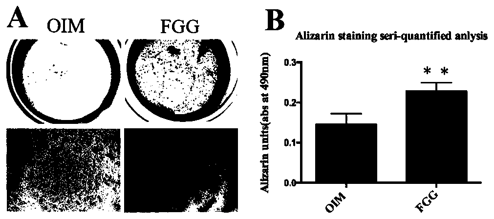 New application of fibrinogen gamma chain in field of tooth regeneration and kit