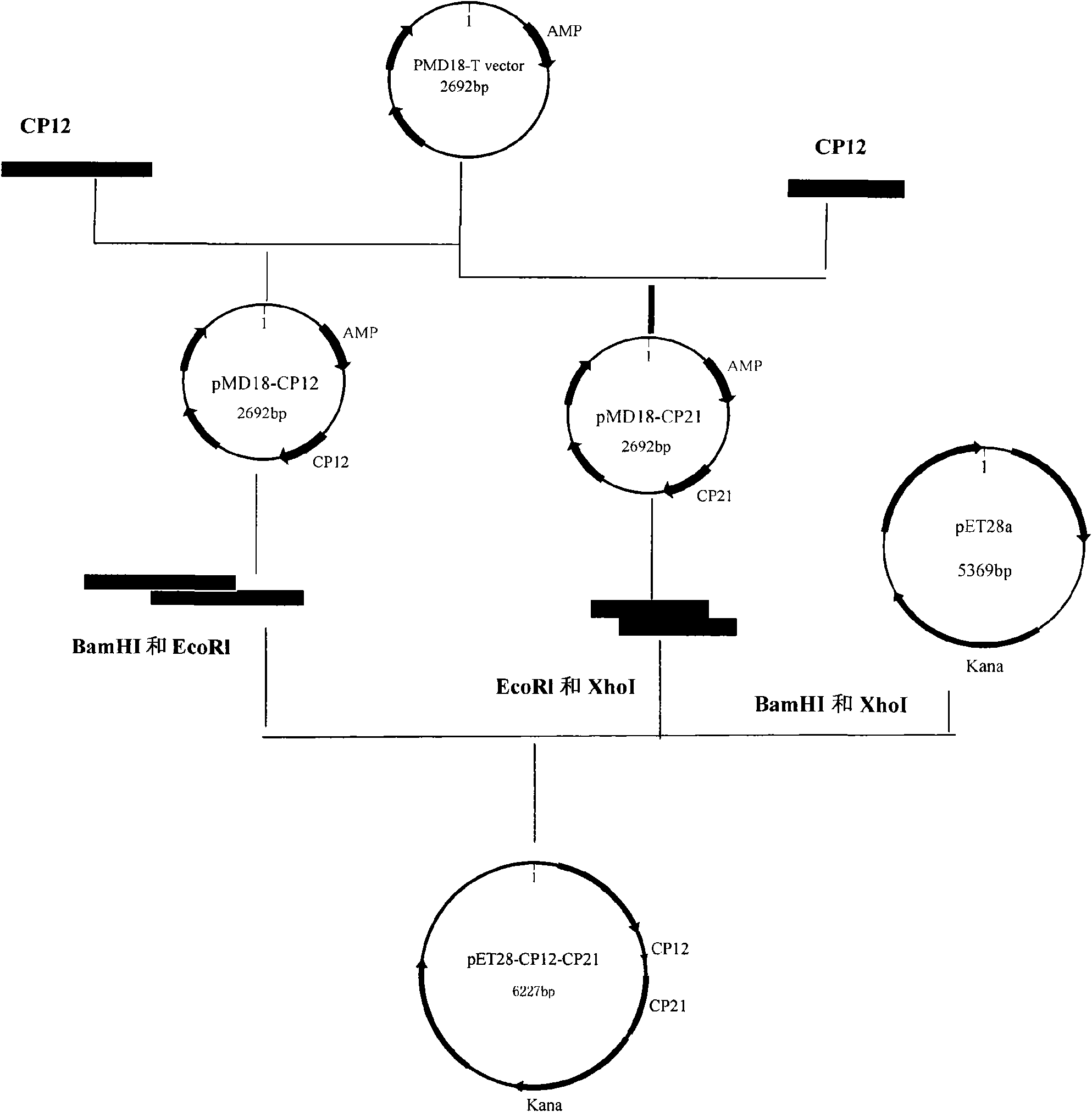 Cryptosporidium parvum divalent protein vaccine and preparation method thereof