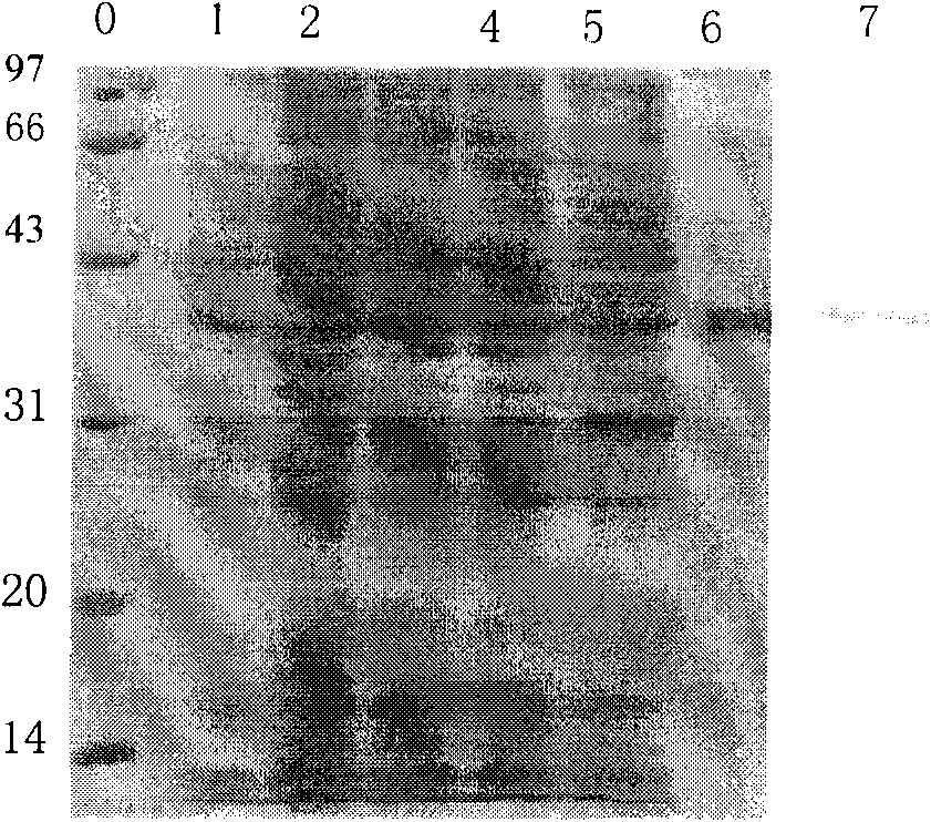 Cryptosporidium parvum divalent protein vaccine and preparation method thereof