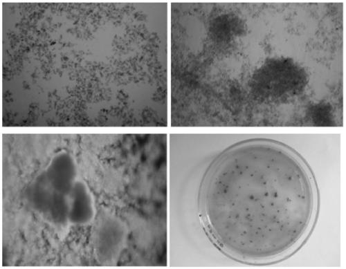 Rapid starting method for SNAD process in upflow micro-aerobic membrane bioreactor