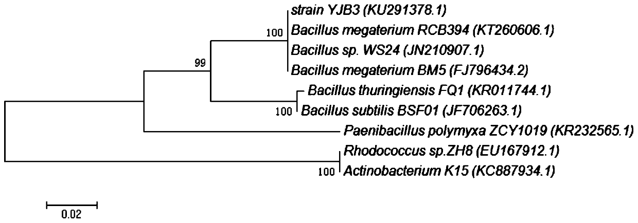 A Plant Endophytic Bacteria Degrading Paes and Its Application in Restoration of Paes Contaminated Soil