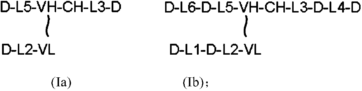 Anti-CCR8*CTLA-4 bispecific antibody and application thereof