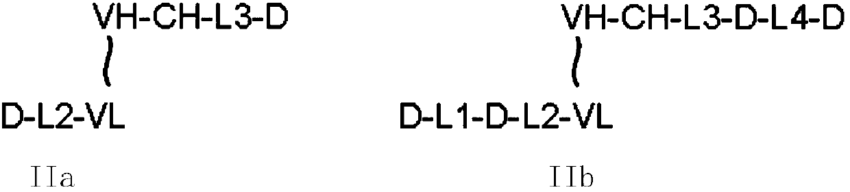 Anti-CCR8*CTLA-4 bispecific antibody and application thereof