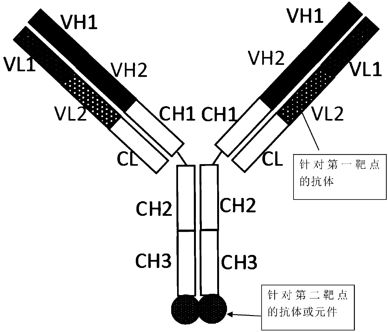 Anti-CCR8*CTLA-4 bispecific antibody and application thereof