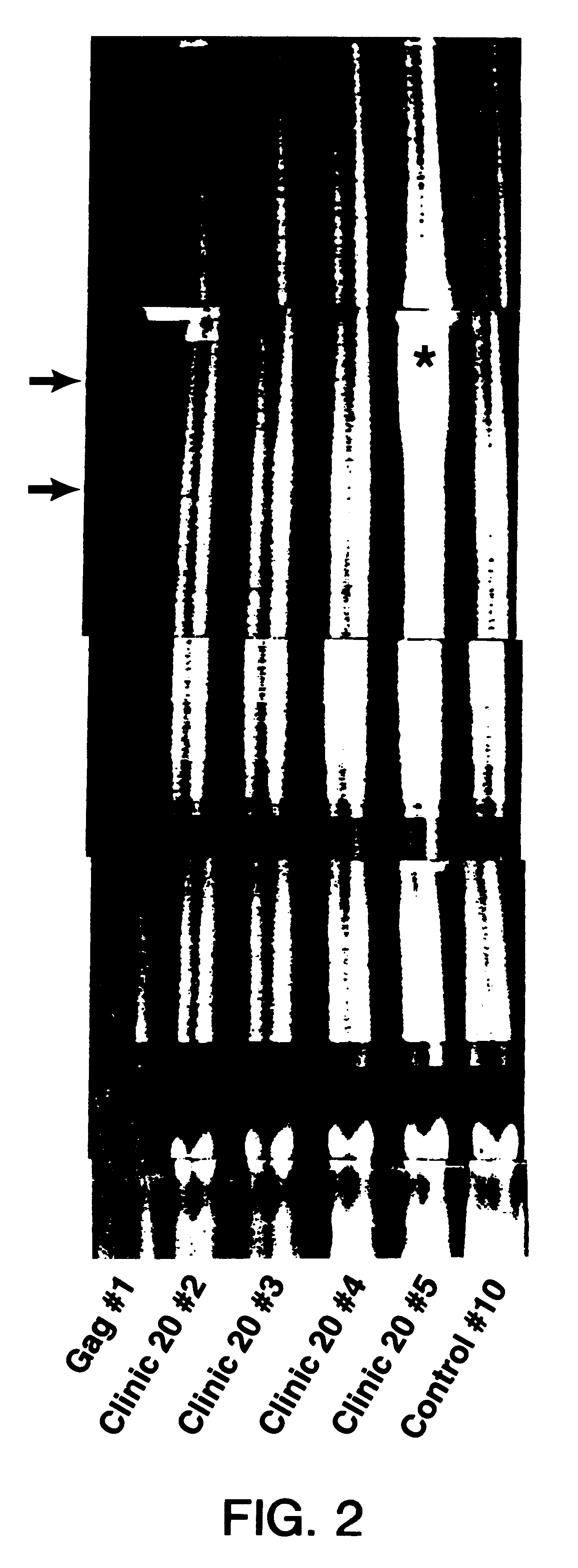 Method for the fluorescent detection of a DNA sequence in real time