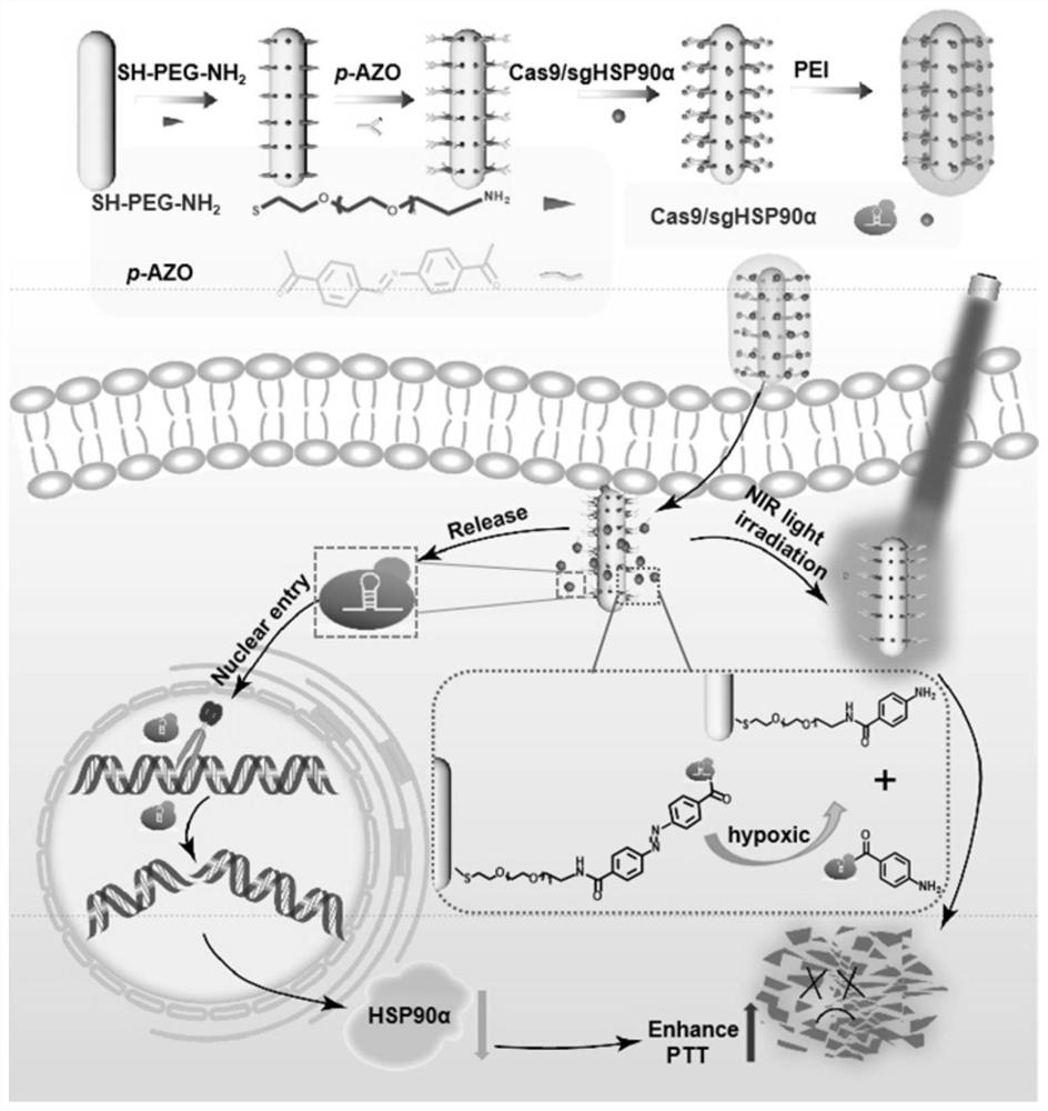 Hypoxia response gene editing method