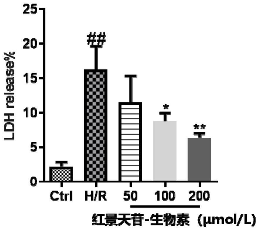 Salidroside-biotin small molecular probe as well as preparation method and application thereof