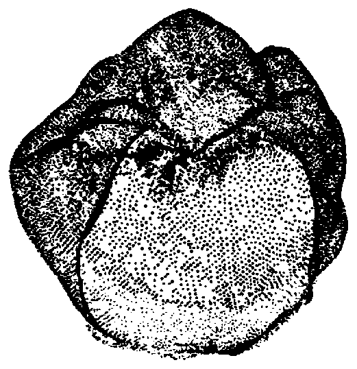 Extraction method of tooth three-dimensional point cloud data surface pit and fissure region