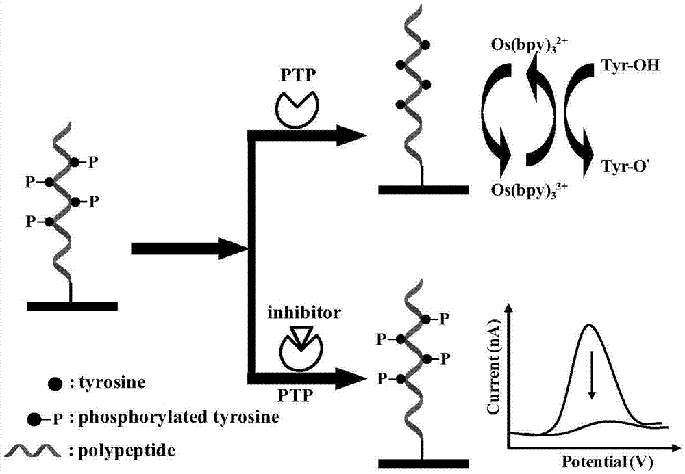 Label-free electrochemical sensing detection method used for activity of protein tyrosine phosphatase