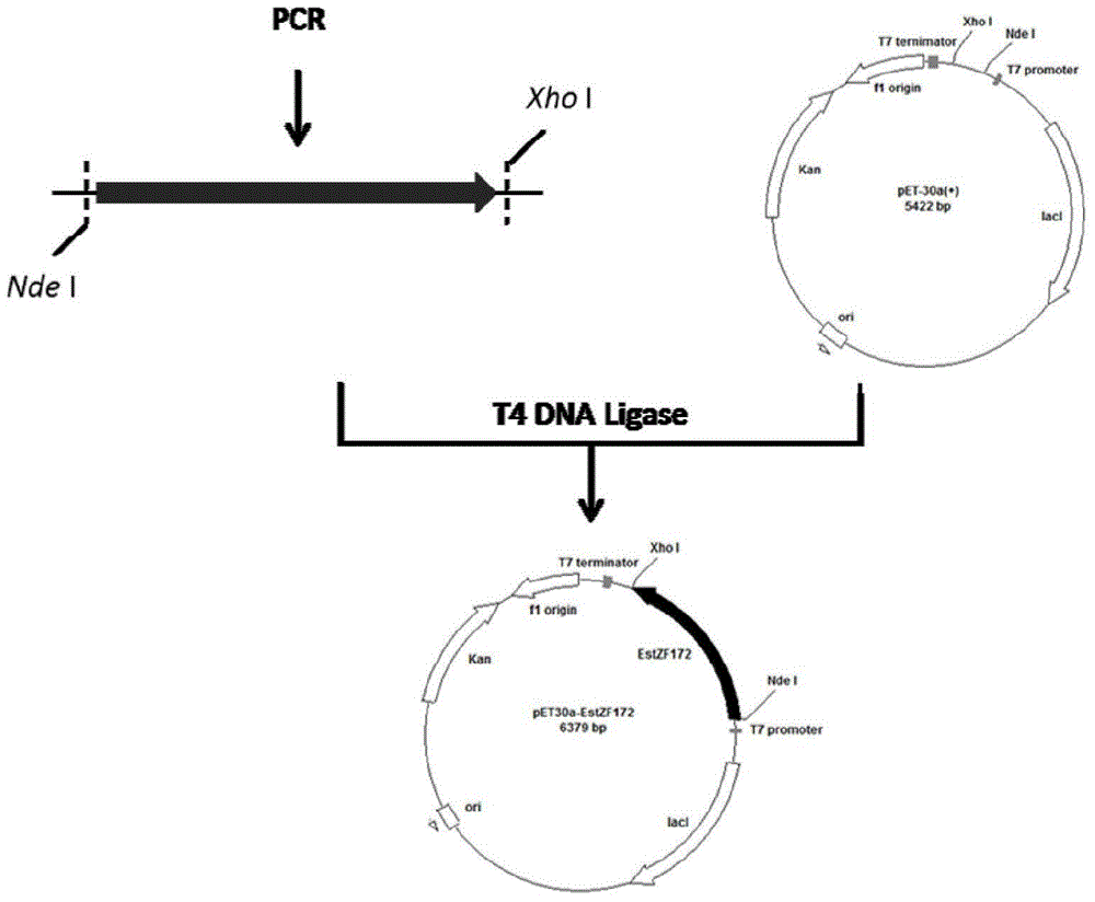 Esterase as well as encoding genes and application thereof