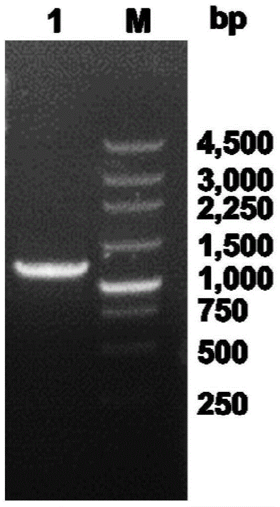 Esterase as well as encoding genes and application thereof