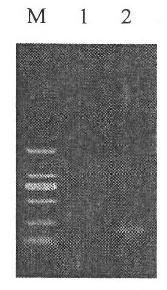 Monocyte Listeria monocytogenes strain and application thereof