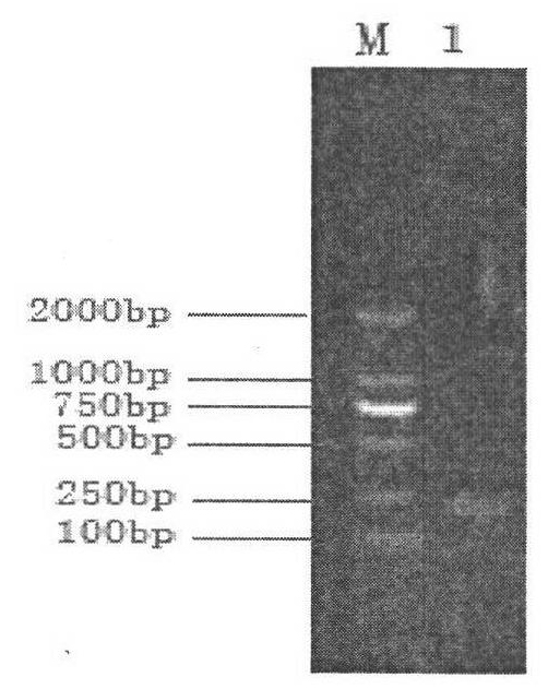 Monocyte Listeria monocytogenes strain and application thereof