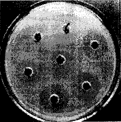 Cecropin A-magainin hybrid gene engineering bactericidal peptide