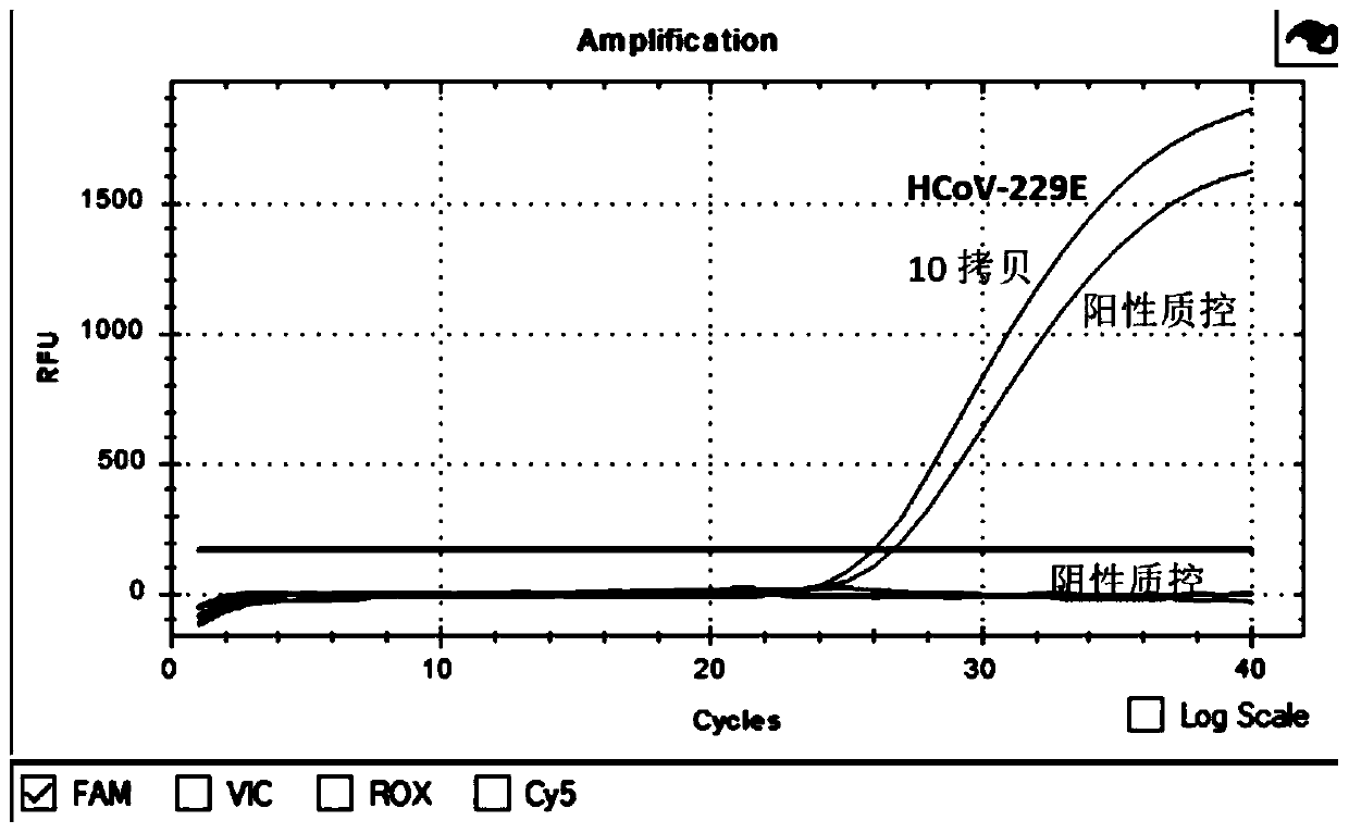 Quadruple fluorescence quantitative detection kit for simultaneously detecting four human coronaviruses