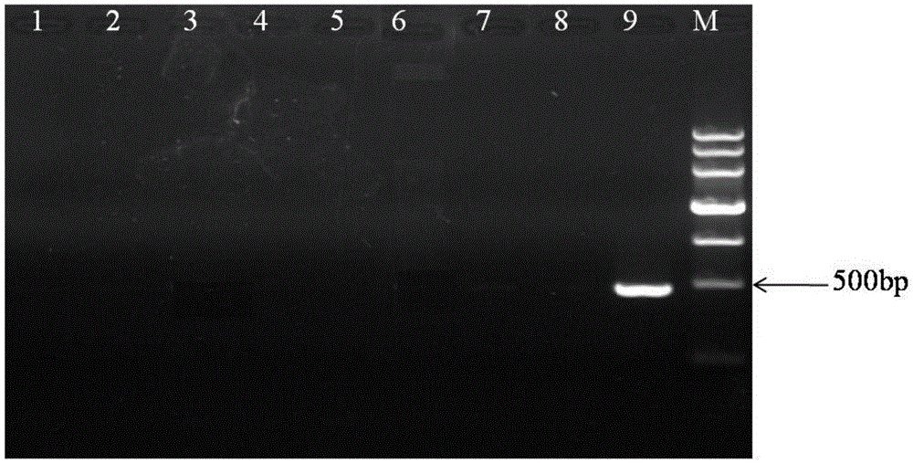 A method for detecting Cronobacter sakazakii and its kit and primers