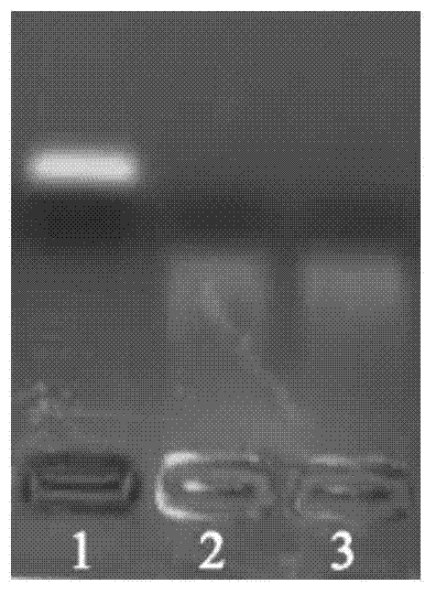 Self-assembled nano-gene vector compound based on PAMAM (Poly Amido-Amine) and preparation method thereof