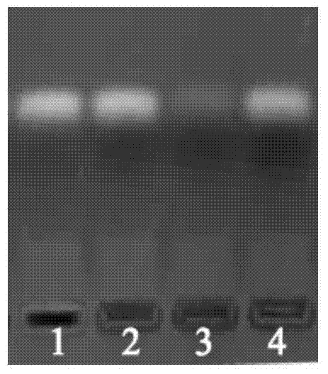 Self-assembled nano-gene vector compound based on PAMAM (Poly Amido-Amine) and preparation method thereof