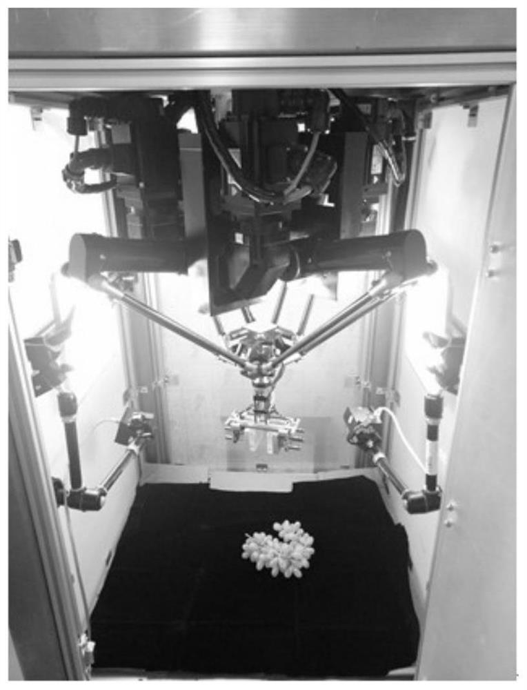 A method for segmenting regions of grape bunch stems naturally placed by machine vision