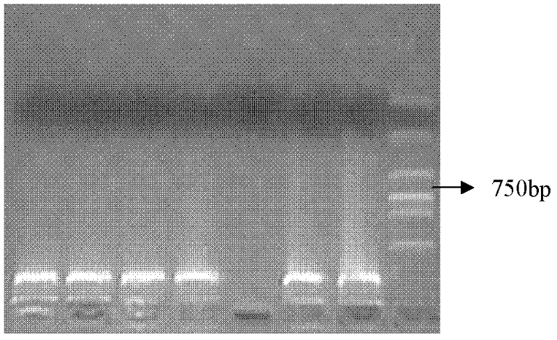 Cloning of inducible promoter Rd29A in japanese lawngrass and functional identification