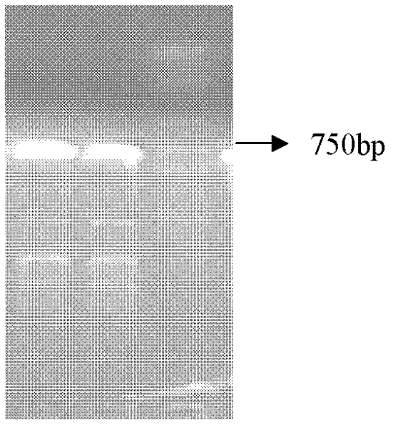 Cloning of inducible promoter Rd29A in japanese lawngrass and functional identification