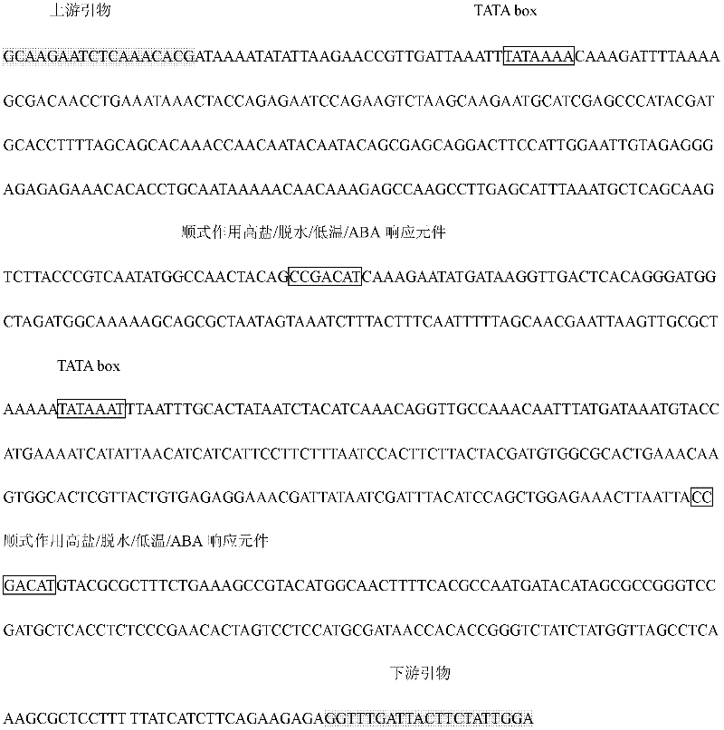 Cloning of inducible promoter Rd29A in japanese lawngrass and functional identification