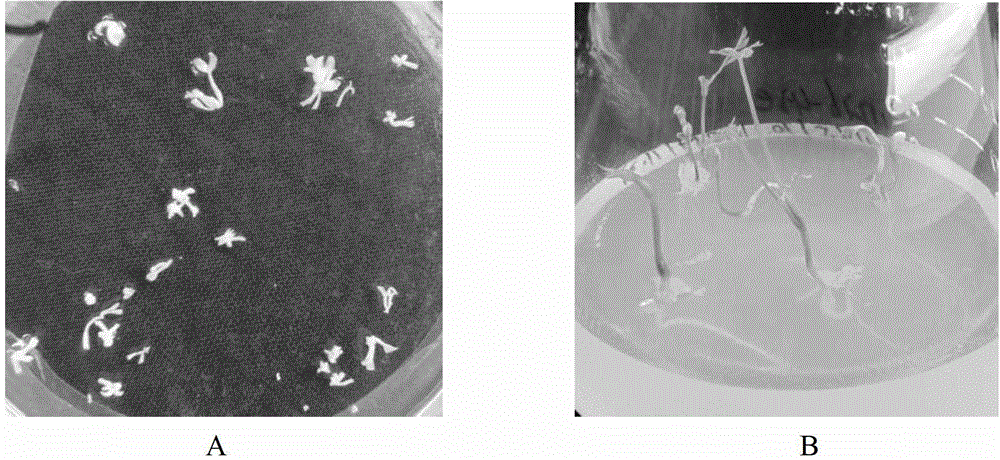 A method for extracting carrot pollen microspores