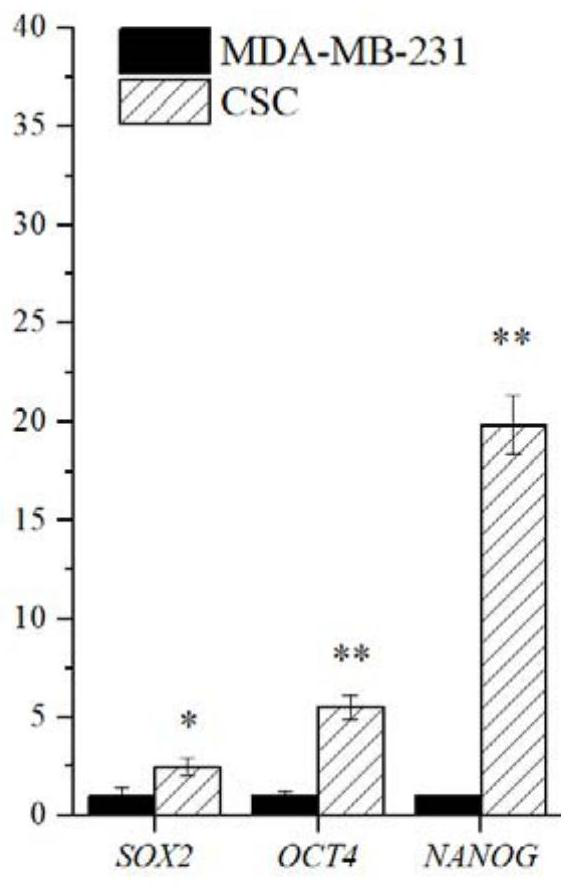 A polypeptide specifically targeting triple-negative breast cancer stem cells and its application