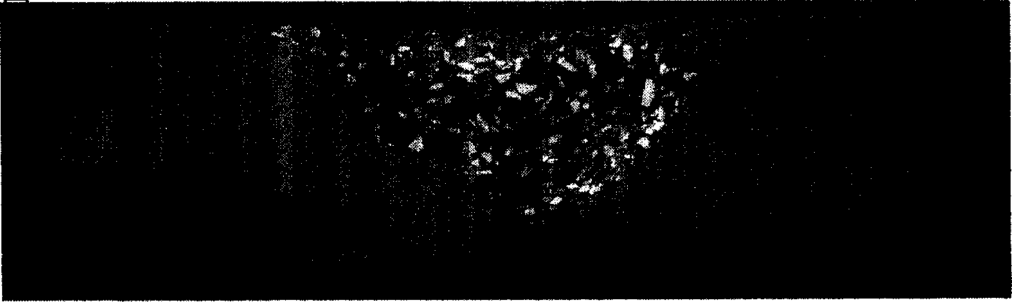 Anti disruptive self-dense concrete of mixed fiber under high temperature of fire