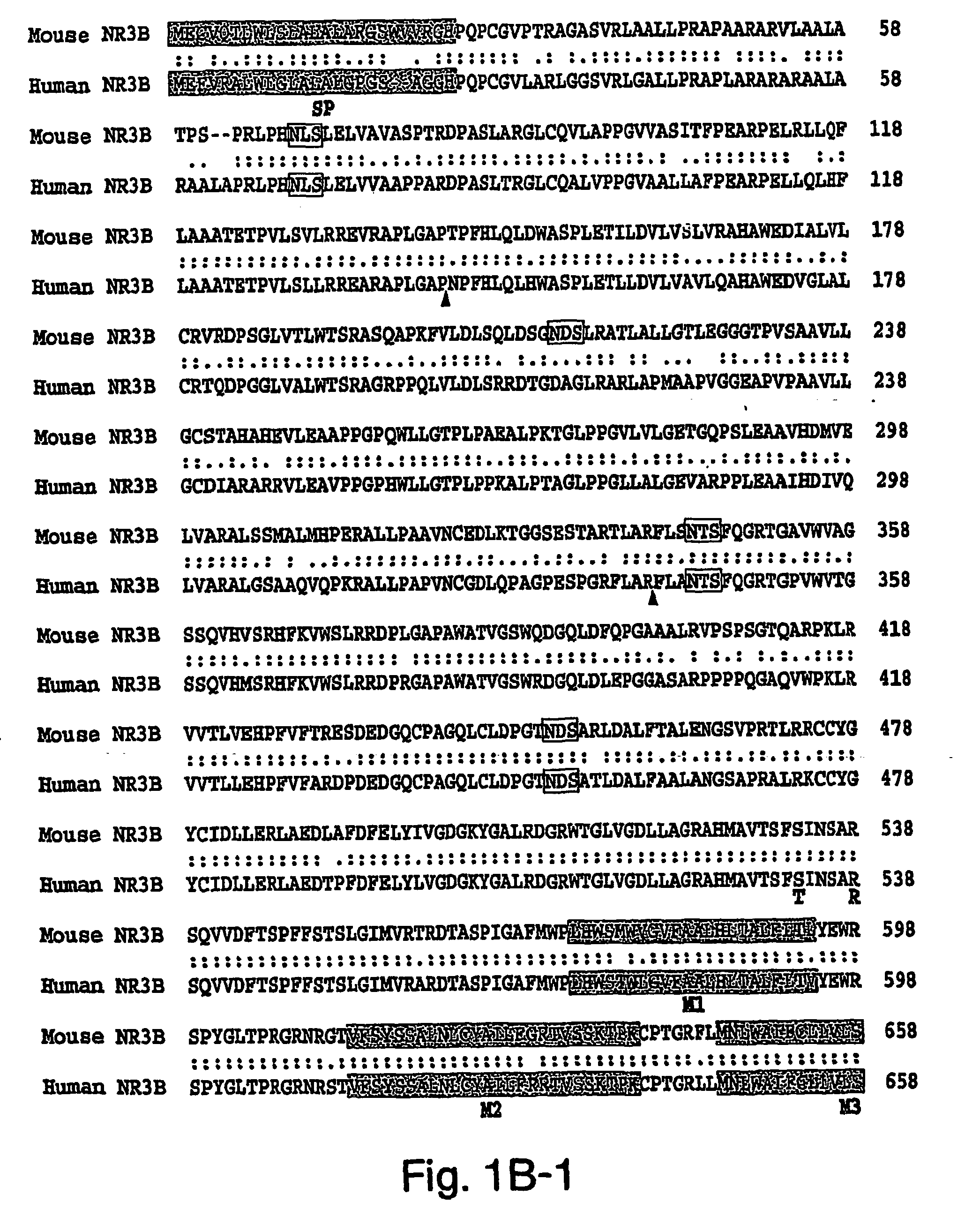 Nr3b nmda receptor subunit compositions and related methods