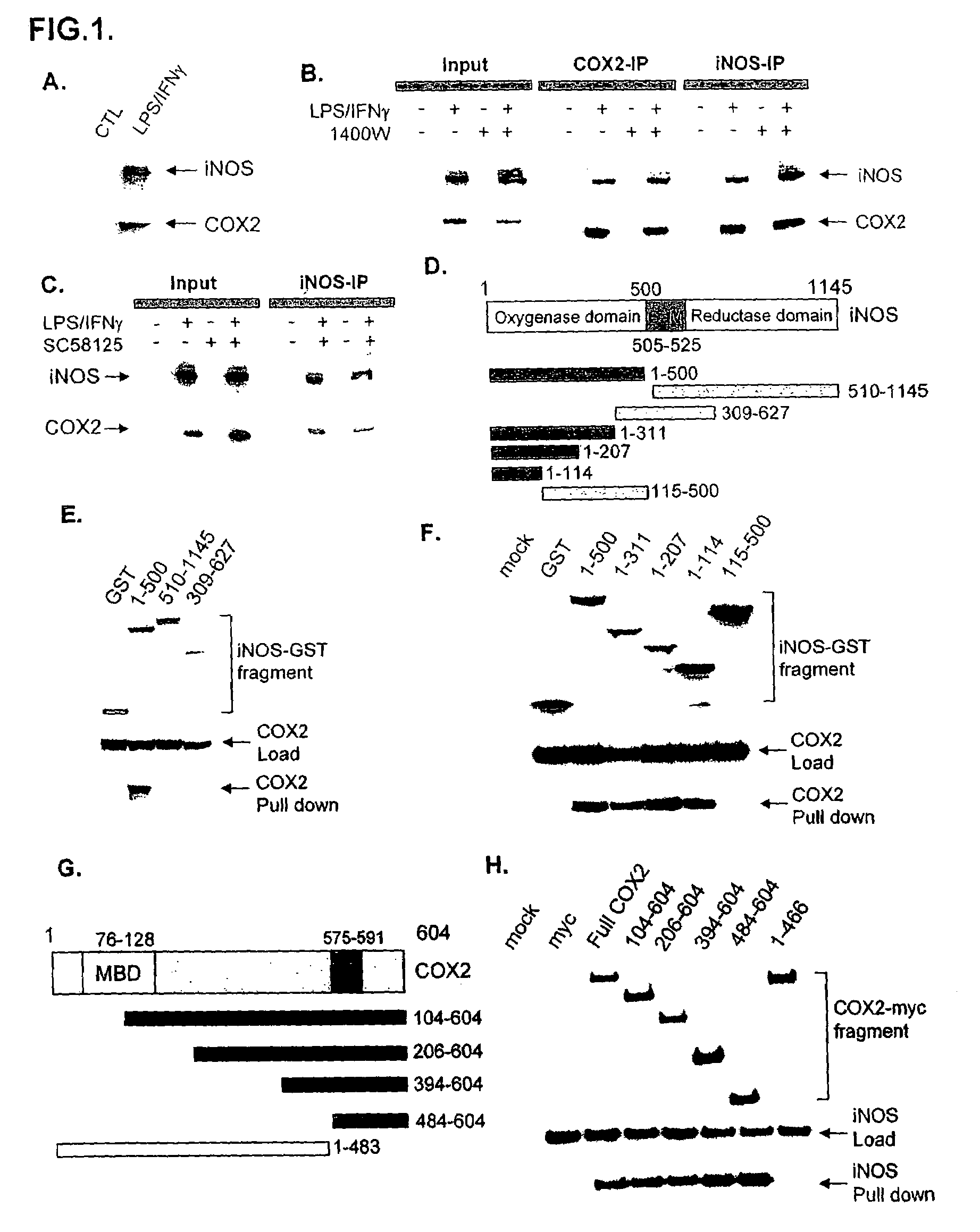 Inducible nitric oxide synthase binds, S-nitrosylates, and activates cyclooxygenase-2