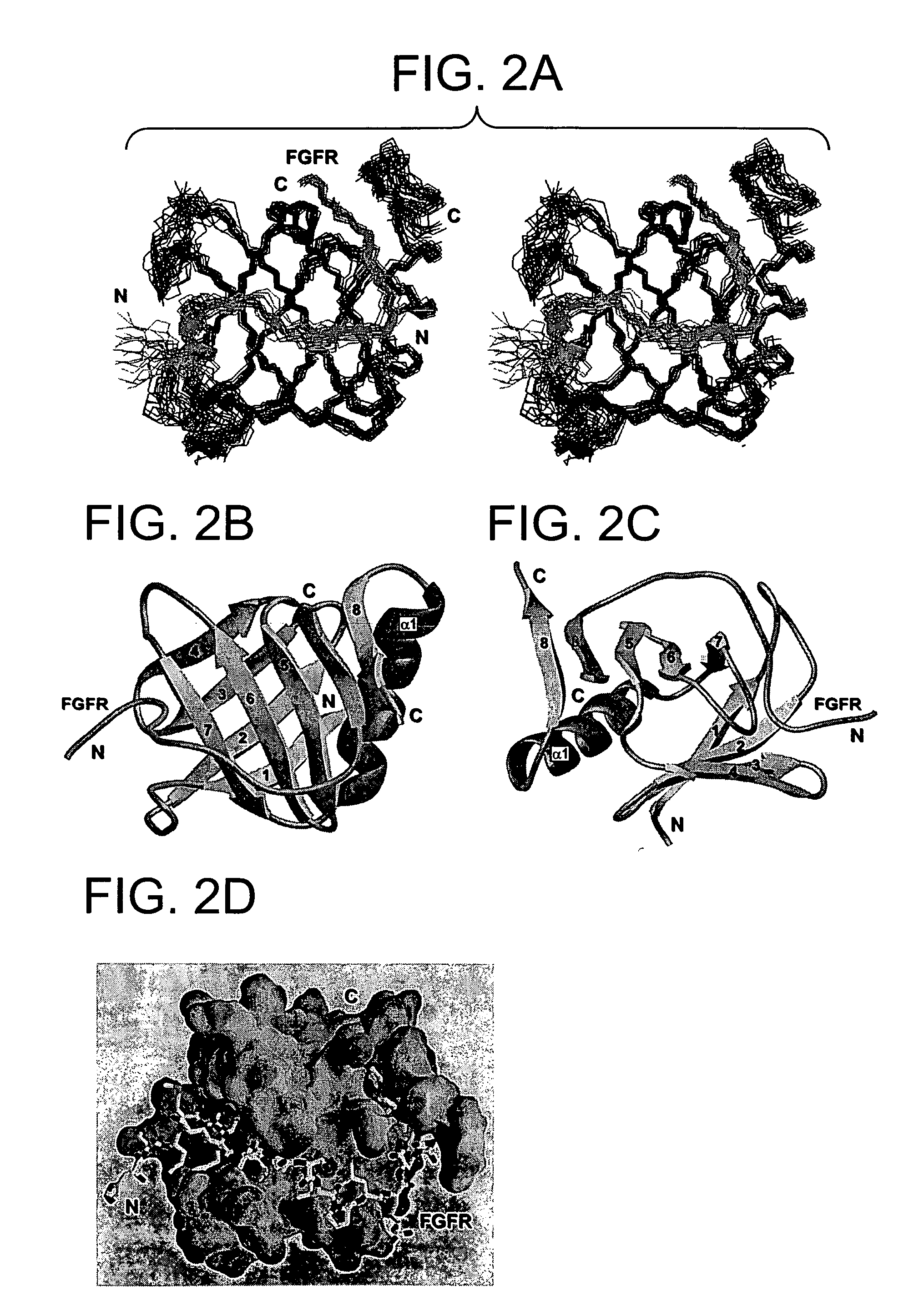 Methods of indentifying modulators of the FGF receptor