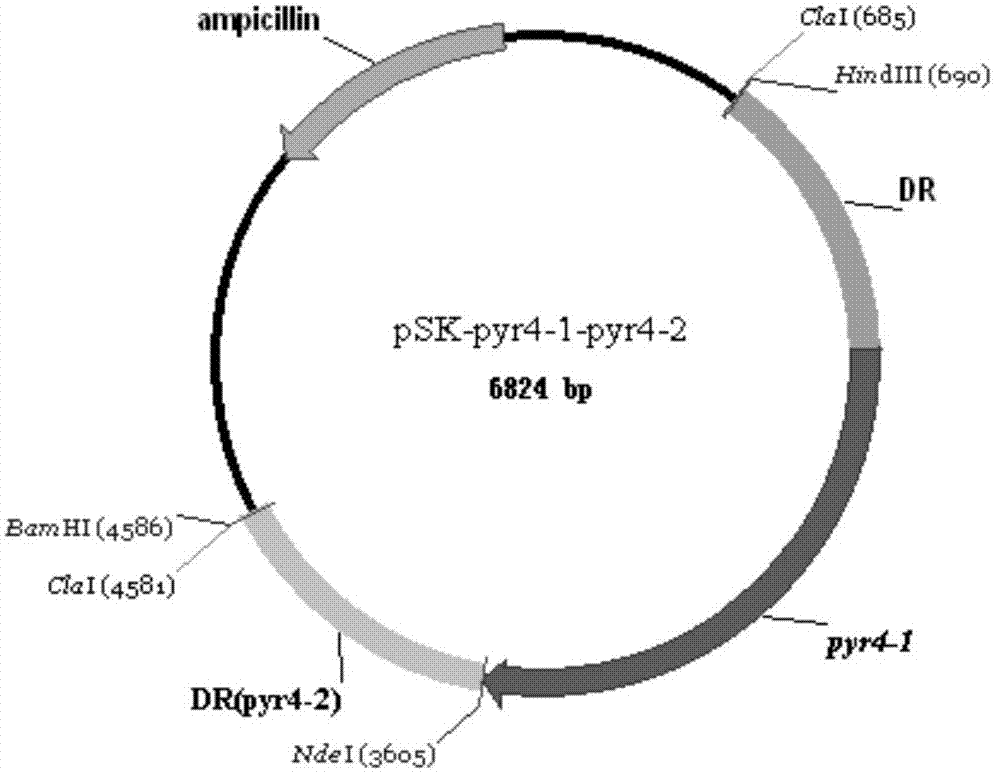 Method for preparing recombinant-aspergillus niger glucose oxidase and application of recombinant-aspergillus niger glucose oxidase