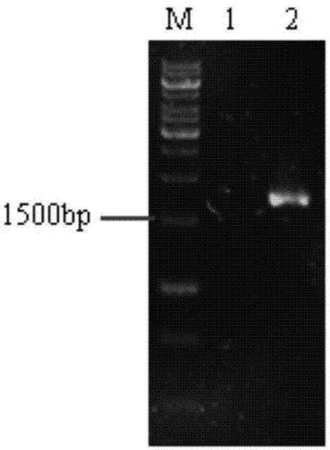 Method for preparing recombinant-aspergillus niger glucose oxidase and application of recombinant-aspergillus niger glucose oxidase