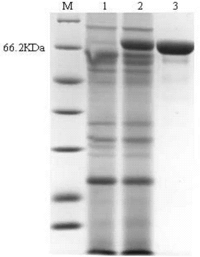 Method for preparing recombinant-aspergillus niger glucose oxidase and application of recombinant-aspergillus niger glucose oxidase