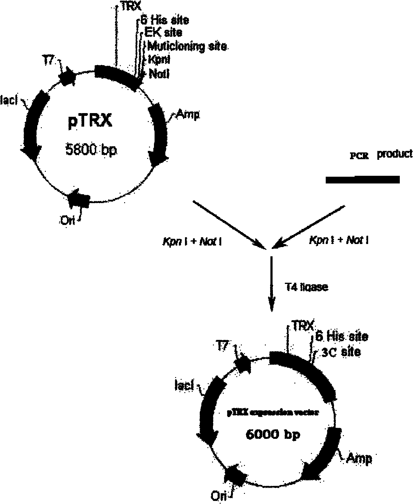 Preparation and application of conotoxin striatus S21a in South China Sea